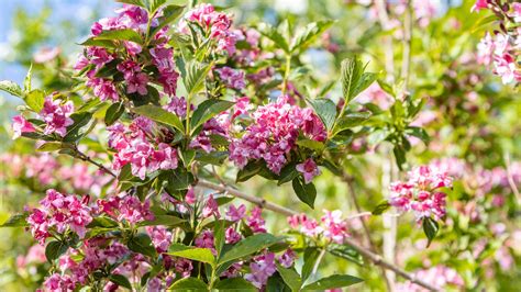 This Is When To Prune Weigela For More Flowers Next Year Ideal Home