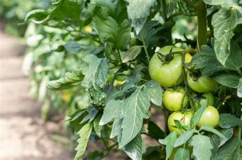 Un Mont N De Tomates Verdes En Un Arbusto Tomates Maduran En El Jard N