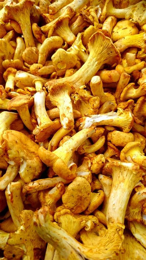 Pfifferlinge Pilze Chantarelle Kostenloses Foto Auf Pixabay