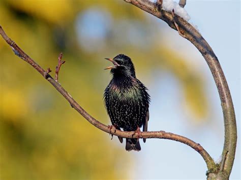 Starlings | Save Our Wild Isles