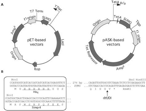 Ligation Independent Cloning Vectors For Expression Of SUMO Fusions