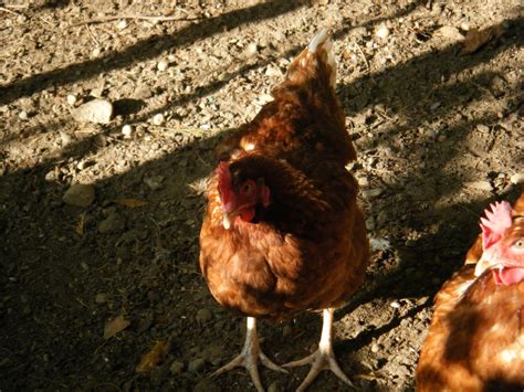 Lohmann Brown Hens Page 2 Backyard Chickens Learn How To Raise