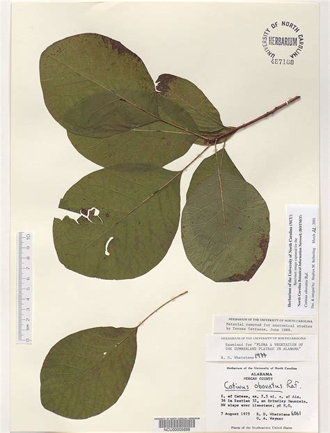 Plant Information Center - Cotinus obovatus