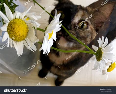 Tortoiseshell Munchkin Cat Named Daisy Wideeyed Stock Photo 1391509355