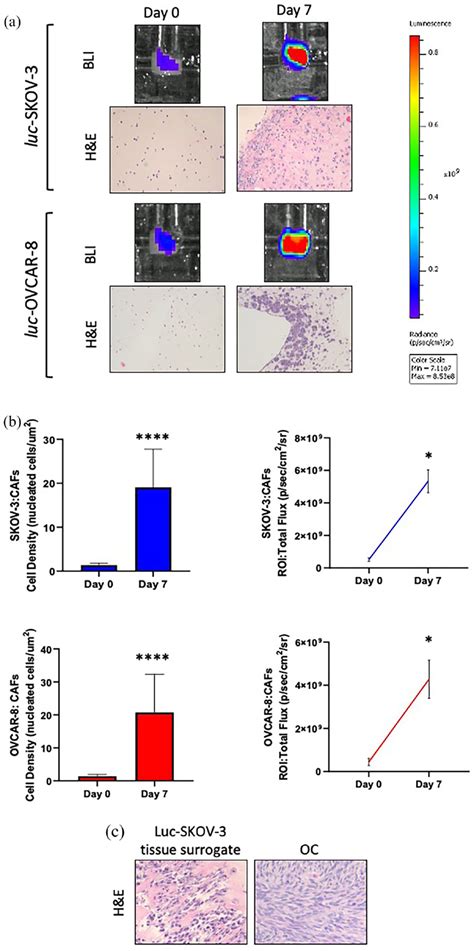 Co Culture Of Luc SKOV 3 And OVCAR 8 In The Perfused Bioreactor System