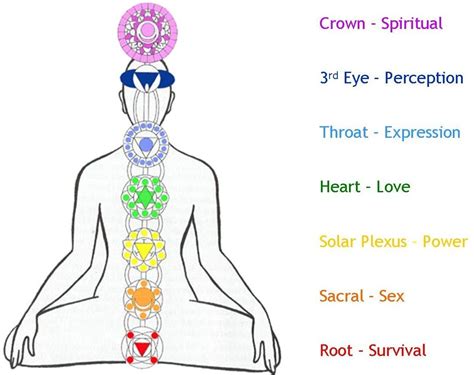 human body energy centers   chakras fit lotus