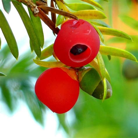 English yew - European yew Seeds (Taxus baccata) | €1.95 🌳🌼🌸🌿🌱🍉