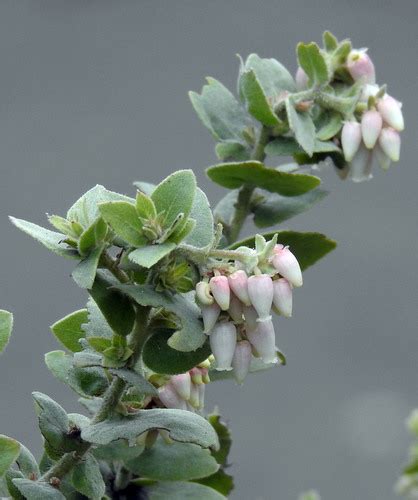 Mount Diablo Manzanita Arctostaphylos Auriculata Inaturalist