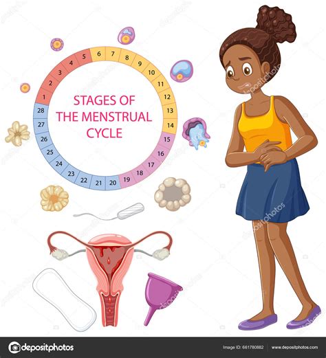 Etapas Conceito Ciclo Menstrual Ilustra O Imagem Vetorial De