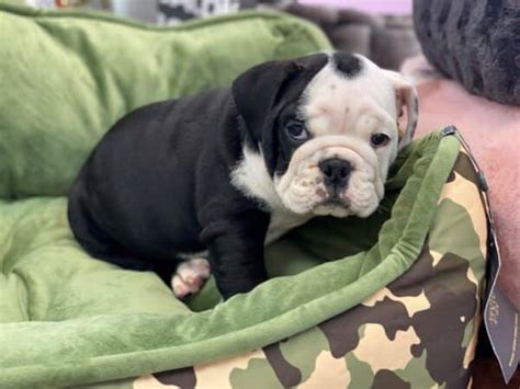 Black English Bulldog Puppies for Sale Color Guide (2023)Bruiser Bulldogs