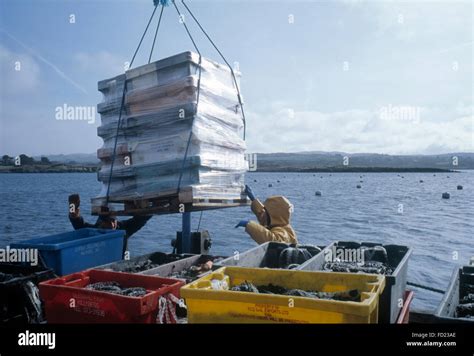 Bantry Bay Seafoods Gortalassa County Cork Ireland Rope Grown Mussel