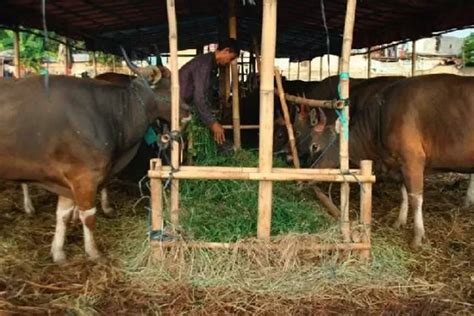 Pemkot Bogor Siap Pantau Hewan Kurban Idul Adha Untuk Pastikan