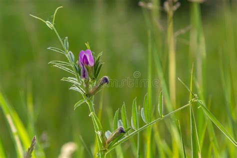 Purple Pea Flower Of Common Vetch Vicia Sativa Or Tare Weed Is A