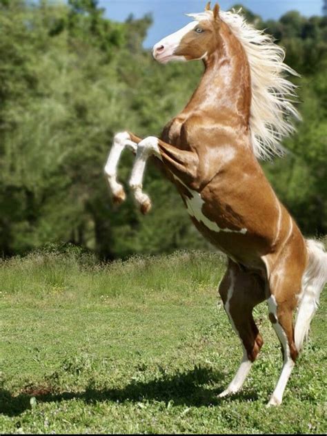 Langes Cheyenne Gold American Saddlebred Golden Palomino Sabino