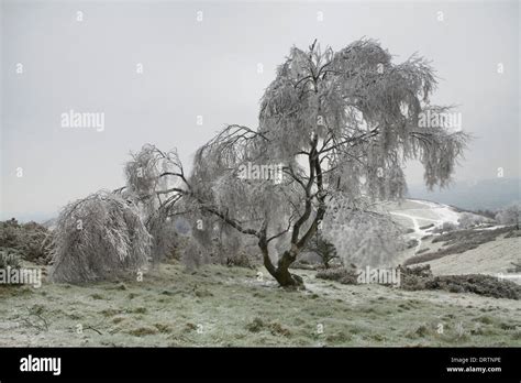 A Silver Birch On North Hill Malvern Hills Is Covered In Frozen Rain