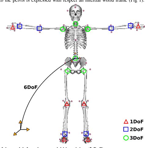 Figure 1 From Whole Body Musculo Skeletal Model V1 Semantic Scholar