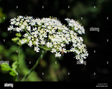 Giant Hogweed Heracleum Mantegazzianum Flower Fotos Und Bildmaterial