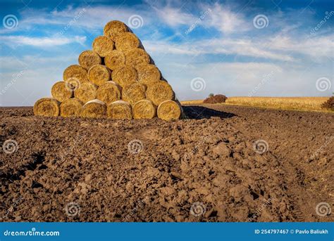 Straw Bales In The Shape Of A Pyramid Stacked In A Plowed Field Stock