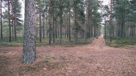 Naked Pine Tree Forest Before Winter Vintage Retro Look Stock Image Image Of Colors Wood