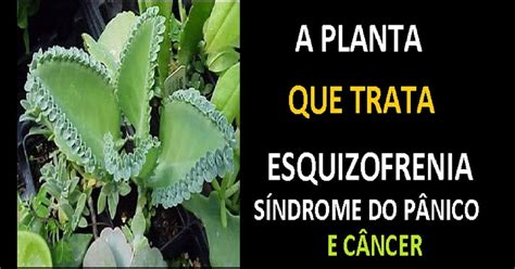 Quero Saber Para Que Serve A Planta Aranto Plantă Blog