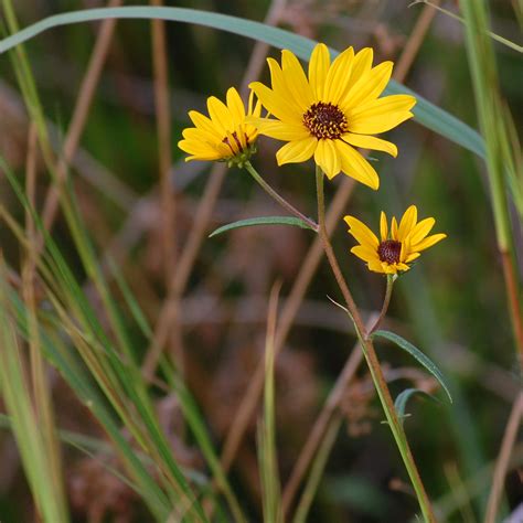 Swamp Sunflower – Quiet Nature
