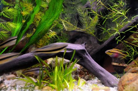 Kribensis Cichlid • Care Guide (Setup, Mates & Diet)