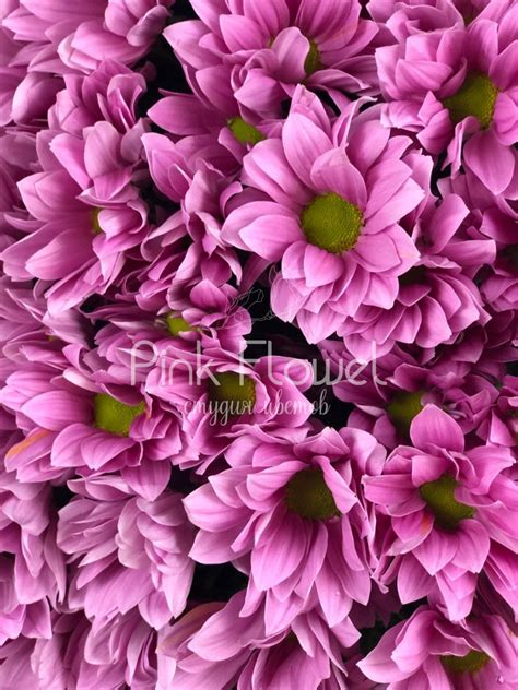 Купить «Хризантема кустовая «Бакарди Пинк»» с доставкой в Воронеже ...