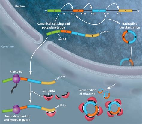 Circuitous Route