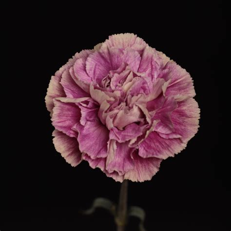 Roses Carnations And Mini Carnations From Colombia Antigua