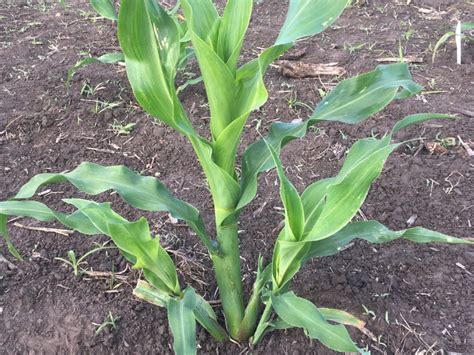 A New Alliance Corn With Tillers Work Well Together In Restrictive Environments American