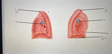 Label the the following letter: lung apex, lung | Chegg.com