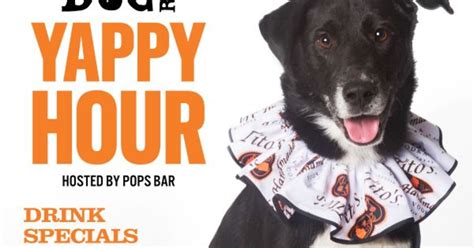 Yappy Hour Adoption Fundraiser In San Francisco At Pops Bar