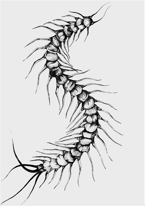 Эскиз сколопендра в 2022 г | Эскиз татуировки, Хаос тату, Татуировки в ...