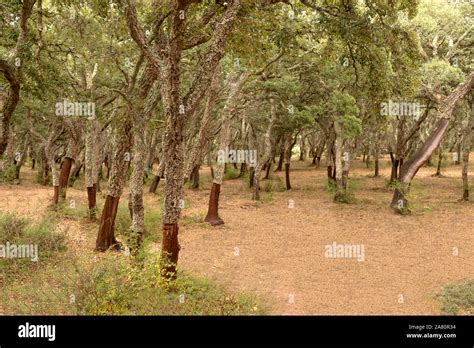 Cork Oak Forests Hi Res Stock Photography And Images Alamy