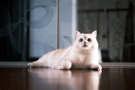 Portrait of white silver point cat lying on floor 21035311 Stock Photo