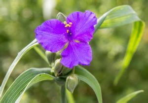 Guide Complet Pour Tradescantia Conseils D Entretien De Plantation