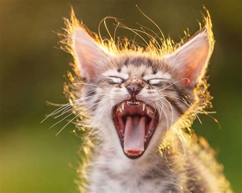 Неприятный запах изо рта у кота, кошки, котенка: причины и лечение