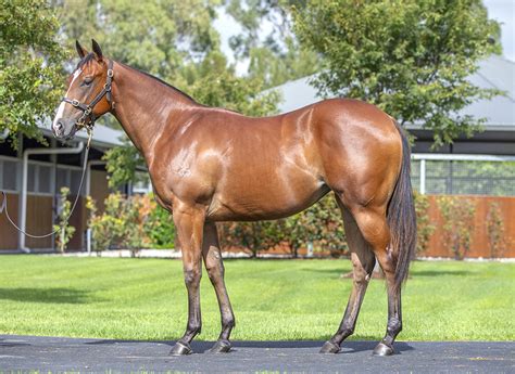 2024 Australian Easter Yearling Sale Inglis
