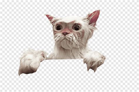 Whiskers xpurr Lush Devon Rex Bath bomb, wetcat, cat Like Mammal ...