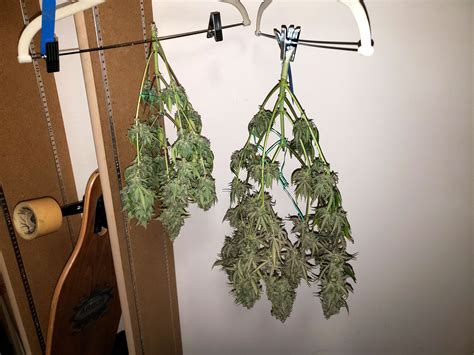 Complete Guide To Trimming Cannabis Grow Weed Easy