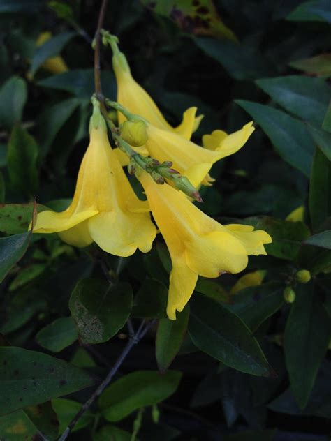 CAROLINA JASMINE Fragrant Swamp Jessamine Yellow Spring | Etsy