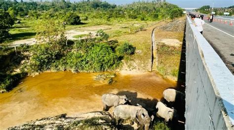 Ada Terowong Gajah Di Jalan Tol Pekanbaru Dumai