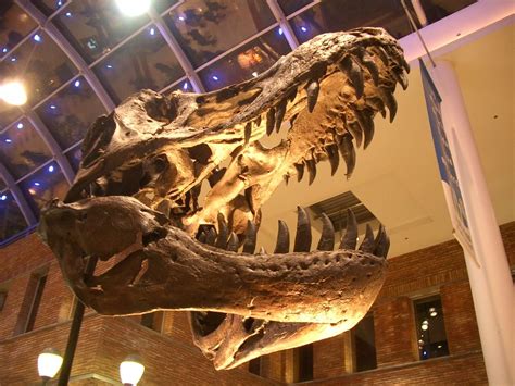 Big Dinosaur Free Photo Download Freeimages