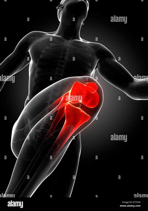 Knee joint anatomy hi-res stock photography and images - Alamy