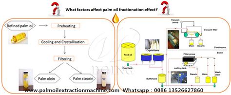 What Factors Affect Palm Oil Fractionation Effectpalm Oil Extraction