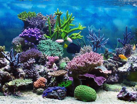 spotlight coral reefs kids discover