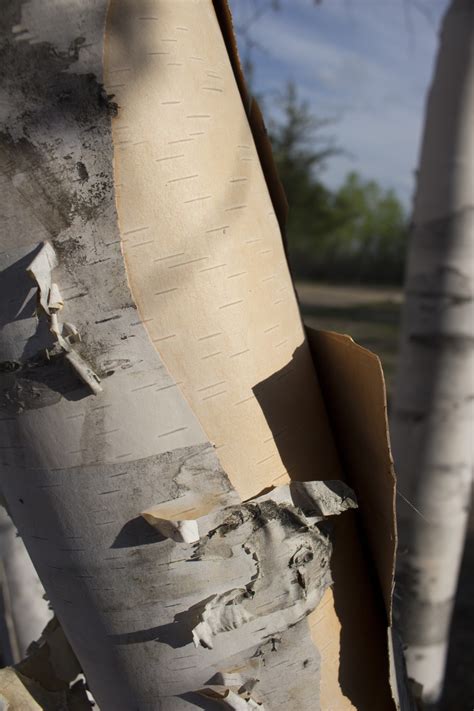 White Birch Bark Tree Free Stock Photo - Public Domain Pictures