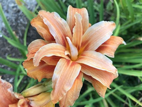 Double Orange Daylily Day Lilies Garden Plants