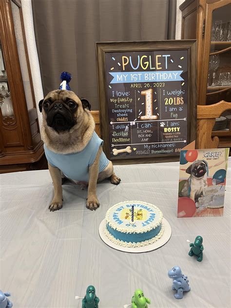 How to train your pug : r/pugs