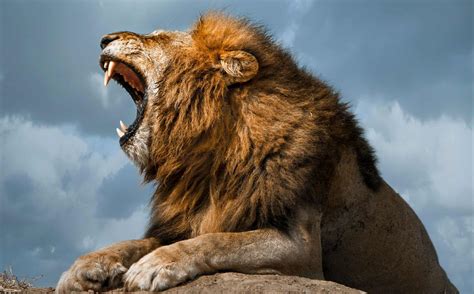 Discover The 10 Reasons Why Lions Roar A Z Animals